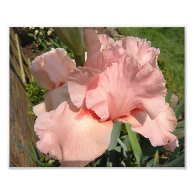 Foto Iris con barba rosa (Frente)
