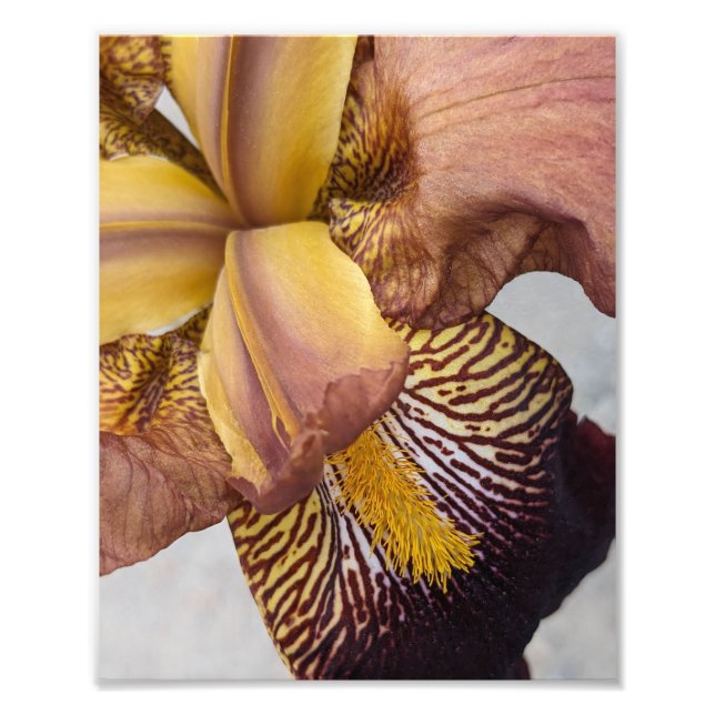 Foto Iris Floral Barbudo Amarillo y Violeta (Frente)