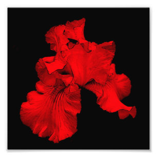 Foto Iris Flower Art 8x8 con la barba caliente roja