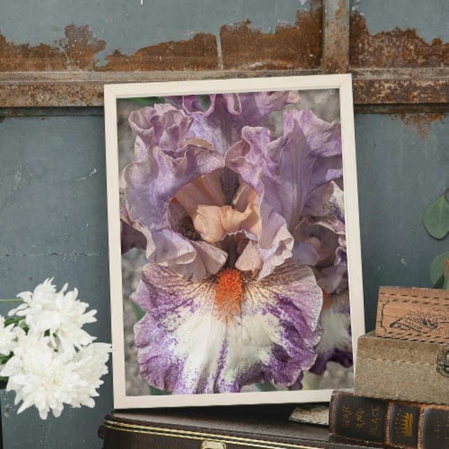 Foto Iris morado y blanco con floral de barba Naranja (In Situ (Framed))