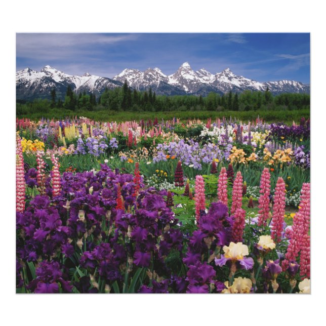 Foto Iris y Lupine Garden y Teton Range, (Frente)