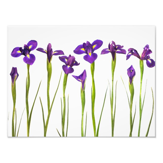 Foto Irises púrpura - Plantilla personalizada de flor d (Frente)
