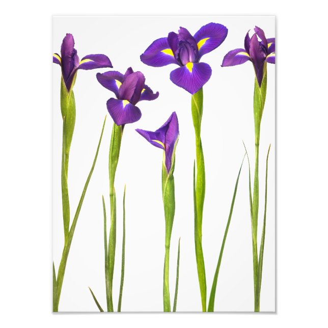 Foto Irises púrpura - Plantilla personalizada de flor d (Frente)