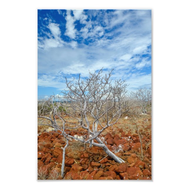 Foto Isla Seymour del Norte (Frente)