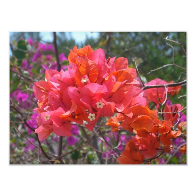 Foto Isla Tropical Rosa Bougainvillea Floral (Frente)