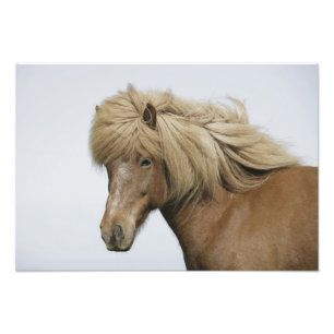 Foto Islandia. Retrato de un caballo islandés.