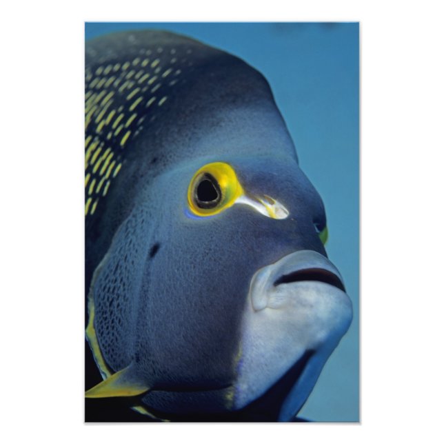 Foto Islas Caimán, Angelfish Pomacanthus (Frente)