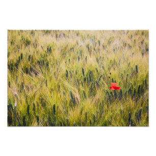 Foto Italia, Toscana, Amapola solitaria en trigo de pri