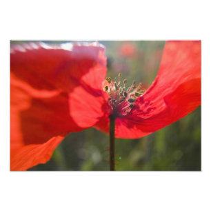 Foto Italia, Toscana, Amapolas de verano en Toscana Wid