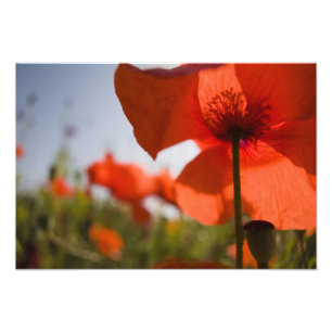 Foto Italia, Toscana, Amapolas de Verano en Toscana Wid