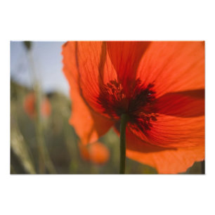 Foto Italia, Toscana, Amapolas de Verano en Toscana Wid