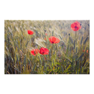 Foto Italia, Toscana, Cachorros de verano y Trigo en