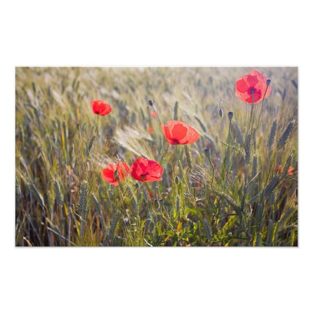 Foto Italia, Toscana, Cachorros de verano y Trigo en (Frente)