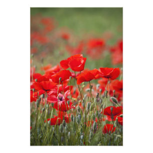 Foto Italia, Toscana, Masa de Amapolas de Verano en