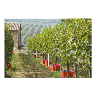Foto Italia, Toscana, Montalcino. Bins de cosecha