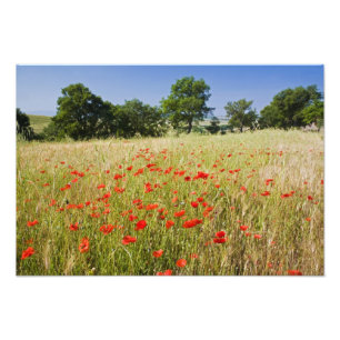 Foto Italia, Toscana, Prado con amapolas de verano y