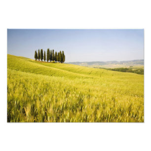 Foto Italia, Tuscnay, Agrupación de cipreses toscanos 2