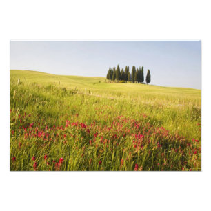 Foto Italia, Tuscnay, grupo de cipreses toscanos