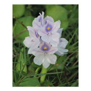 Foto Jacinto de Agua en Flor - Flor Acuática Tropical