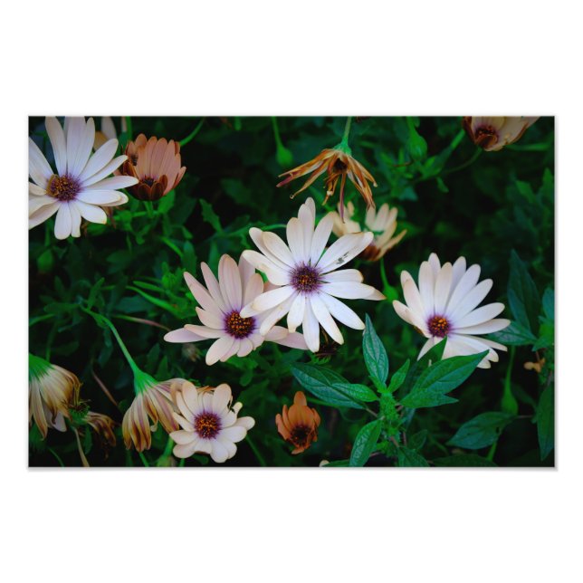 Foto Jardín (Frente)