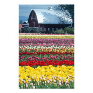 Foto jardín de exhibición de tulipanes, condado de Skag