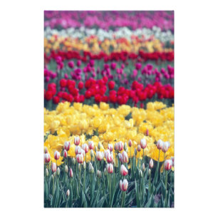 Foto jardín de exhibición de tulipanes en el valle de S