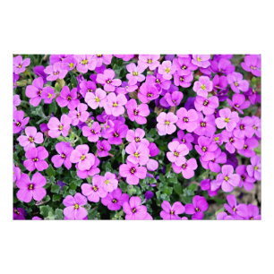 Foto Jardín de flores moradas