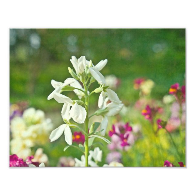 Foto Jardín de fragancias (Frente)