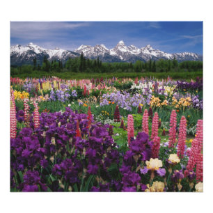 Foto Jardín de Iris y Lupino y Cordillera Teton,