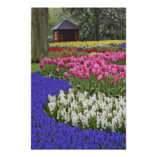 Foto Jardín de jacintos de uva, jacintos y tulipanes,