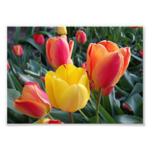 Foto Jardín de rocas de tulipanes rojos y amarillos Fot