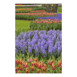 Foto Jardín de Tulipanes e Hiazintos, Jardines Keukenho