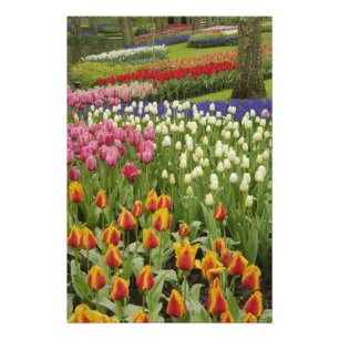 Foto Jardín de tulipanes e hyacinth, Keukenhof Gardens,