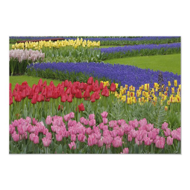Foto Jardín de tulipanes, jacintos de uva y (Frente)
