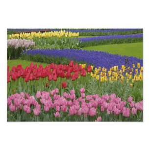 Foto Jardín de tulipanes, jacintos de uva y