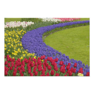 Foto Jardín de tulipanes, jacintos de uva y narcisos,