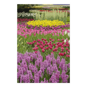 Foto Jardín de tulipanes, narcisos e jacintos