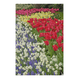 Foto Jardín de tulipanes y narcisos, Jardines Keukenhof
