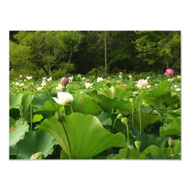 Foto Jardín de verano de Lotus Flowers (Frente)