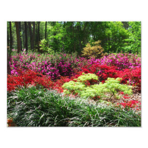 Foto Jardines de la azalea
