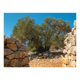 Foto Jardines de oliva de Lun