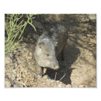 Javelina