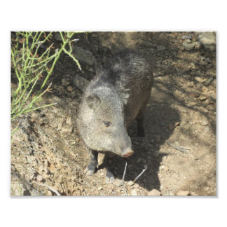 Foto Javelina