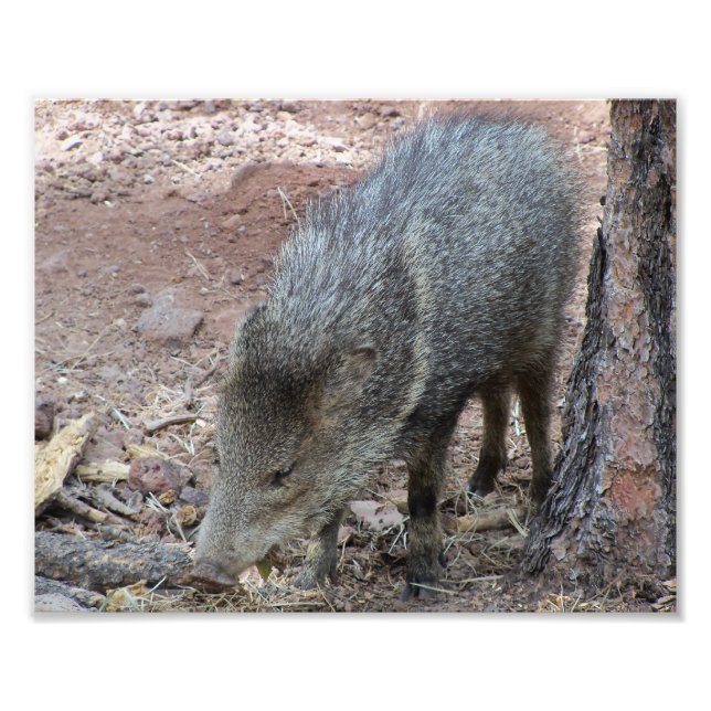 Foto Javelina (Frente)