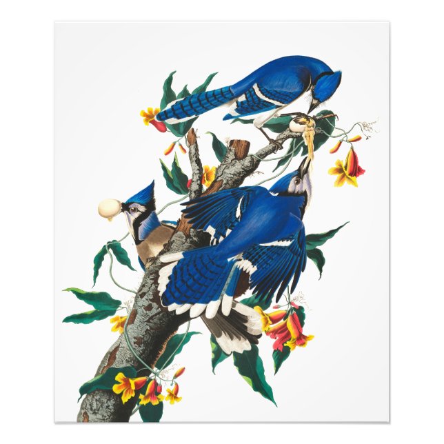 Foto Jay azul de John James Audubon (Frente)