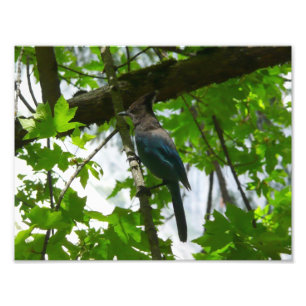 Foto Jay de Steller en el Parque Nacional Yosemite