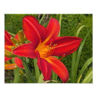 Jazmín de día de naranja brillante Floral