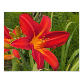 Foto Jazmín de día de naranja brillante Floral