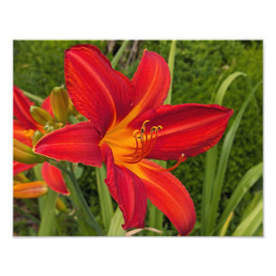 Foto Jazmín de día de naranja brillante Floral