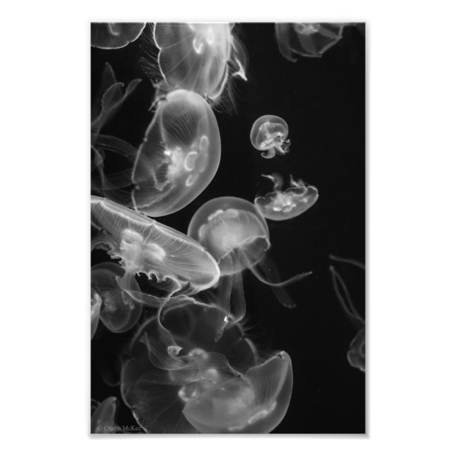 Foto Jellyfish (Frente)